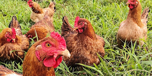 Hauptbild für Intro to Pastured Poultry