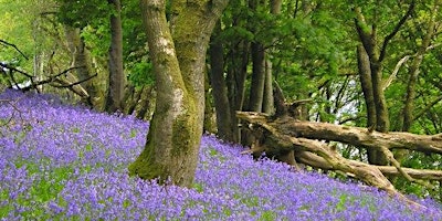 Imagem principal do evento Guided Walk through Mowley Woods and River Valley