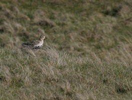 Primaire afbeelding van Local Volunteers Event: Dawn Chorus Walk