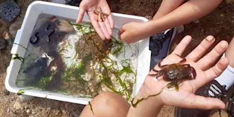 SeaScapes Under 10s Beach Explorers