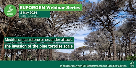 EUFORGEN Webinar - Mediterranean stone pines under attack