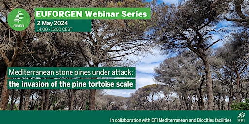 Primaire afbeelding van EUFORGEN Webinar - Mediterranean stone pines under attack