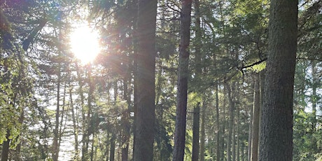 Evening Forest Bathing @ Gallows Hill Nature Area