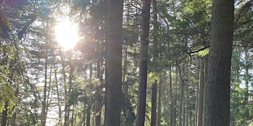 Imagem principal do evento Evening Forest Bathing @ Gallows Hill Nature Area