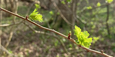 Hauptbild für Spring Tree Identification & Their Uses Walk