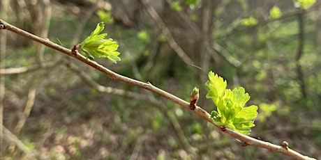 Spring Tree Identification & Their Uses Walk