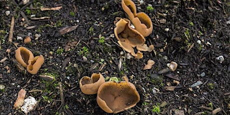 Demystifying Mushrooms primary image