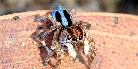 Adelaide City Nature Challenge and how to use iNaturalist