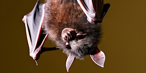 Bat Talk and Walk primary image