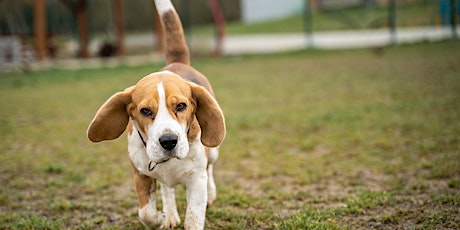 Berliner Online-Heimtierrunden: Hunde und ihre Bedürfnisse