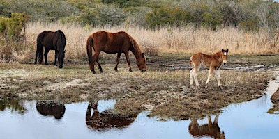 Hauptbild für Corolla Wild Horse Camp