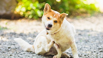 Imagem principal do evento April Showers Bring May Allergies: How to Prevent Itchy Dogs