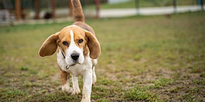 Imagem principal do evento Berliner Heimtierrunden: Hunde und ihre Bedürfnisse