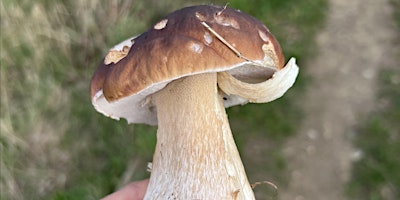 Introduction to Foraging Course, Huddersfield primary image