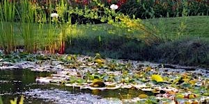 Image principale de Create a Pond