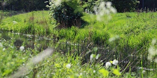 Primaire afbeelding van Wellbeing Walk (CHELMER VALLEY RIVERSIDE WALK, 1.5 mile route) Grade 2