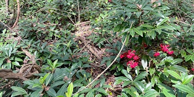 UNF Coral Ardisia Invasive Weed Round Up primary image