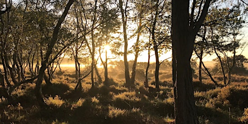 Primaire afbeelding van Sunset Survey for Bats