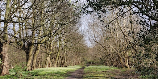 Immagine principale di An evening in the woods: Summer preparation and nature connection 