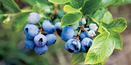 Successfully Growing Berries & Other Fruit in Florida primary image