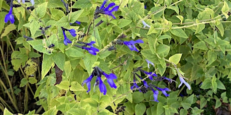 Imagen principal de Community and Beginner Gardening - East Winston / Malloy Jordan Library