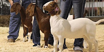 Primaire afbeelding van Late Tags - Major Show Lamb & Goat