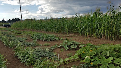 Dry Farming Basics Webinar with Oregon State University Dry Farming Program