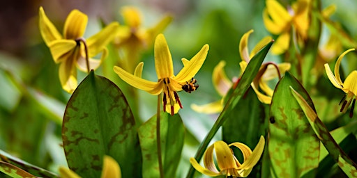 Spring Ephemeral Walk (Cedar Haven) primary image