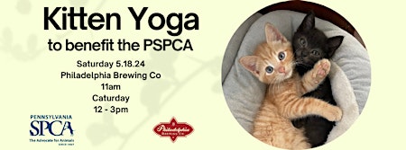 Immagine principale di Kitten Yoga at Philadelphia Brewing Co 