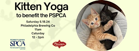 Kitten Yoga at Philadelphia Brewing Co  primärbild