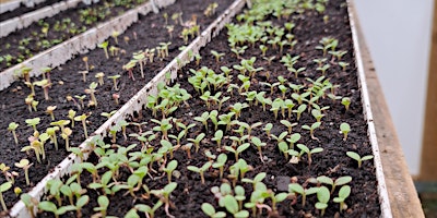 Wildflower Nursery Meet and Grow primary image