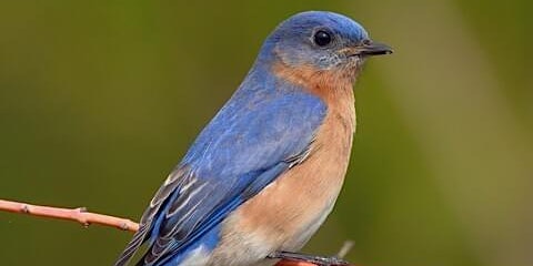 Spring Bird Walk  with Larry Federman