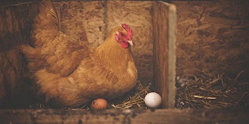 Primaire afbeelding van Basics of Backyard Poultry