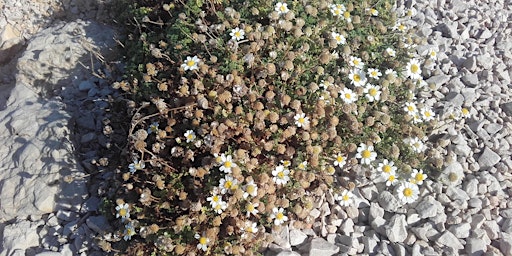 Primaire afbeelding van City Nature Challenge Marseille Sortie avec le Parc national des Calanques