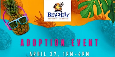 Primaire afbeelding van Touch of Grey Rescue Adoption Event @Beachfly Brewing Company