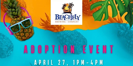 Image principale de Touch of Grey Rescue Adoption Event @Beachfly Brewing Company