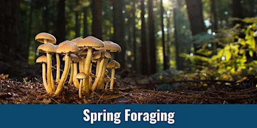 Imagem principal do evento Spring Foraging: Learn to Identify and Locate Wild Mushrooms & Edible Plant