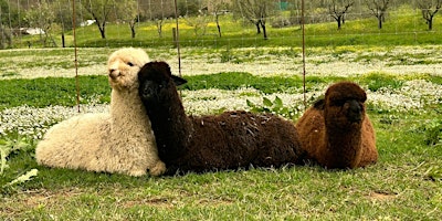 Primaire afbeelding van Passeggiata con gli alpaca