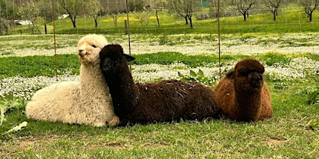 Passeggiata con gli alpaca