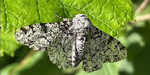 Moth Breakfast & Bird Boxes