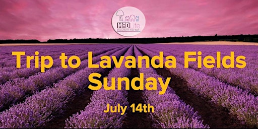 Imagem principal do evento Trip to Lavanda Fields! JULY 14TH