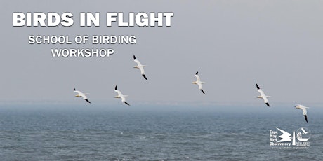 Birds in Flight - Spring Edition primary image