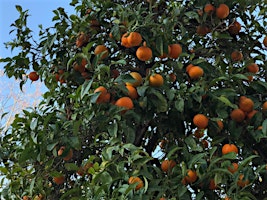 Primaire afbeelding van Cuenta la Naranja Urbana