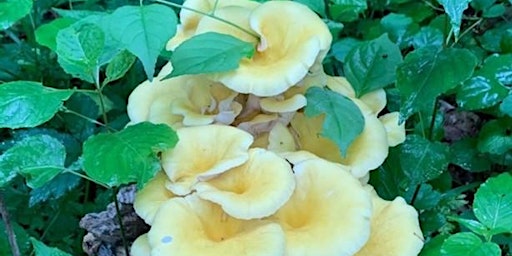 Hauptbild für Mushroom Walk