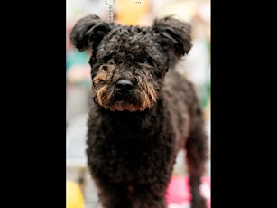 Hungarian Pumi Breed Standard Presentation and MCE