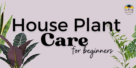 House Plant Care for Beginners