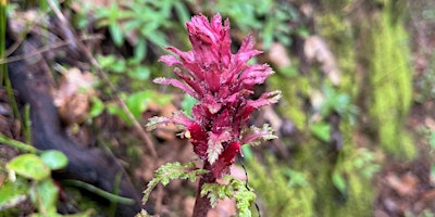 Imagen principal de Wunderlich Park Volunteer Broom Pull Event