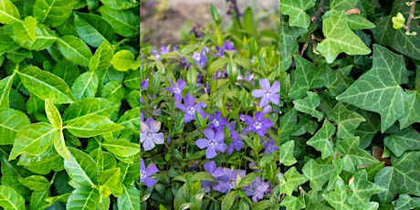 Cawthra Woods Stewardship Event