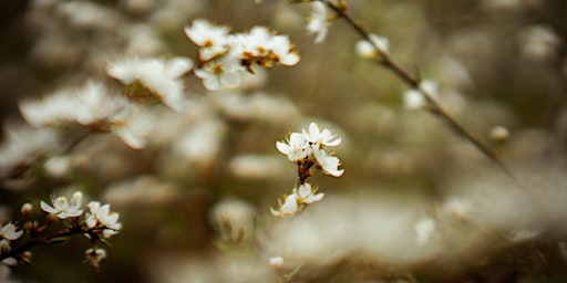 Primaire afbeelding van Photography walks for Wellbeing - Gildredge Park