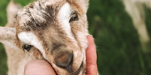 Hauptbild für Baby Goats Meet & Greet